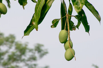 group of growing mango with sky background