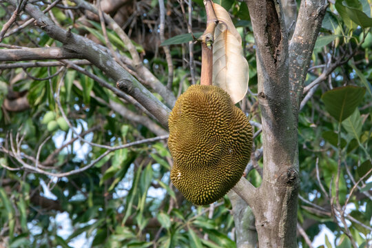 growing jackfruits with nature background