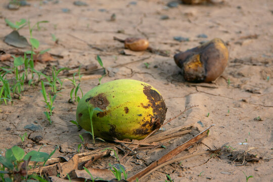 rotten mango on the arid ground