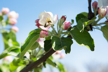 Bee drinks nectar while sitting on a flower. Blossoming apple tree against the sky.