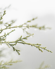 rain drop on the branch of a tree