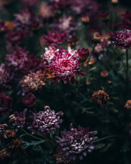 Fototapeta na wymiar Colorful flowers in the garden