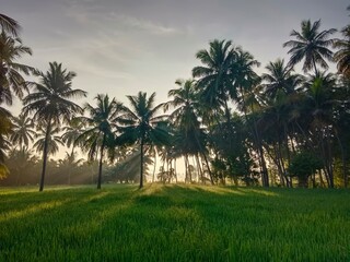 Fototapeta premium Coconut trees with sun raise