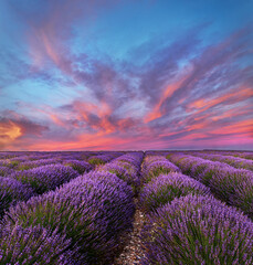 Fototapeta na wymiar Magnificent lavender field during sunset in Provence