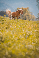 Haflinger