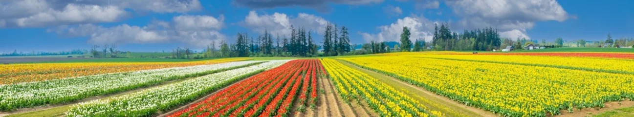 Fotobehang A panorama image of tulip fields near Woodburn, Oregon © Bob