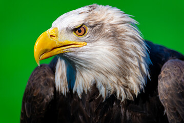 american bald eagle