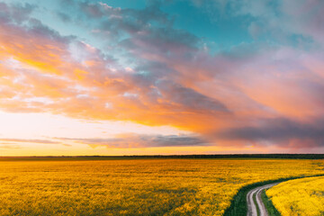 Top Elevated View Of Agricultural Landscape With Flowering Blooming Oilseed Field. Country dusty sandy road through fields. Spring Season. Blossom Canola Yellow Flowers. Sunset Clouds Above Beautiful