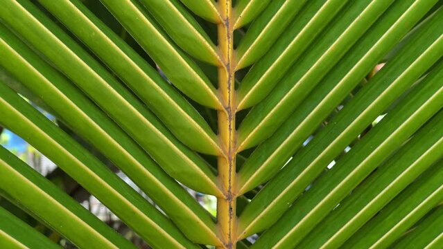 Close Up view of green palm leaf, Bora-Bora island