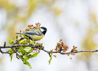 Great tit on a stick