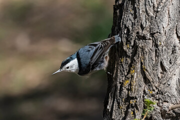 White-breasted Nuthatch (Sitta carolinensis) Perched