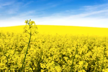 Küchenrückwand glas motiv Gelb Yellow rapeseed field against blue sky background. Blooming canola flowers.