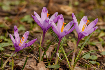 Purple beautiful blooming crocuses in spring against the background of grass