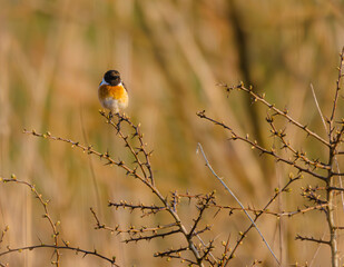 little bird in the bushes
