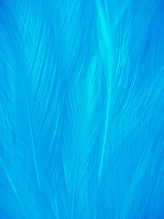 Beautiful abstract blue feathers on white background, white feather texture and blue background,...