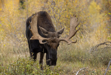 Bull Shiras Moose During the Rut in Autumn in Grand Teton National Park Wyoming
