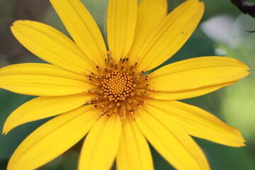 Brighten up your day with this stunning yellow flower photo! Featuring vibrant petals and a burst of sunny hues, this image captures the beauty and joy of nature. Perfect for adding a cheerful and upl