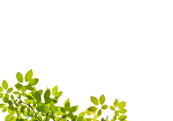 natural green leaves background png form 