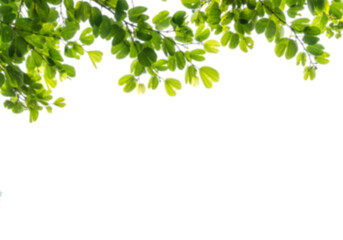 Botany green leaves branches isolated on white background png 