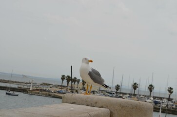 Bird at the beach