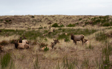 Gearhardt, Oregon, USA - 11/07/2022:  Roosevelt Elk herd residing along the Oregon coast in Gearhart Beach, Oregon.