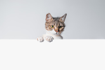 mongrel cat stands with its front paws resting on a white surface
