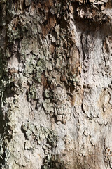 Texture of a tree bark