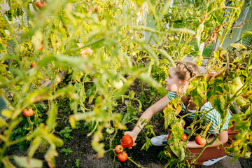 Young gardener teen girl woman is carefully holding and examining the tomatoes in the greenhouse.