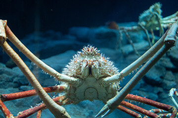 Japanese Spider Crab Approaching