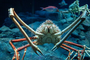 Japanese Spider Crab Standing Tall