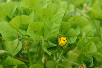 Close-up on the small red flower of the spotted burclover or medick clover, Medicago arabica
