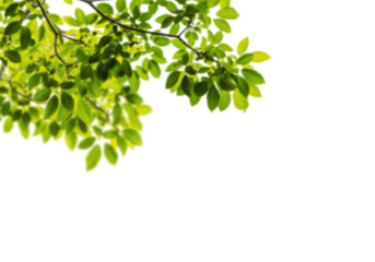natural green leaves branches on white background 