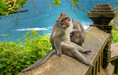Crab-eating macaque (Macaca fascicularis), Uluwatu Temple, a Balinese Hindu sea temple (Pura...