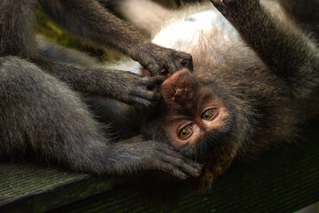 Crab-eating macaque (Macaca fascicularis), Ubud Monkey Forest, Bali, Indonesia