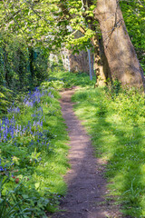 Walking trail with blooming wild hyacint or bluebells along river Lee in Cork Munster province in Ireland Europe