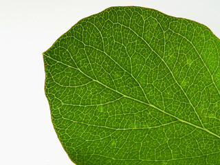 Fresh green leaves branch isolated on white background