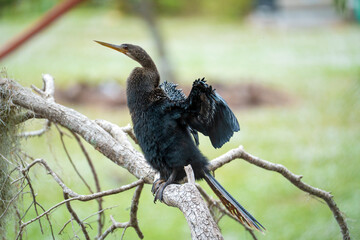 A big anhinga bird resting on tree branch in Florida wetlands