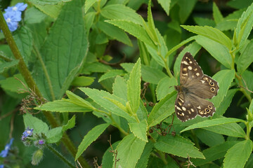 Closeup on a fresh emerged speckled wood butterfly, Pararge aegeria, sitting with spread wings in a shrub