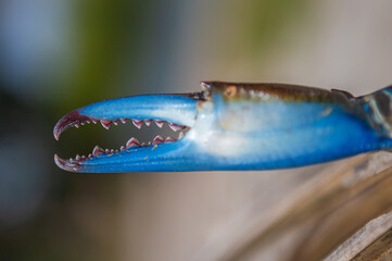 Close up of blue crab legs that look like monsters