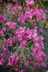 Fruit tree in bloom pink flowers spring concept fruits twigs