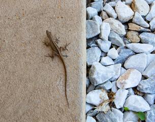 Brown Gecko on concrete surface