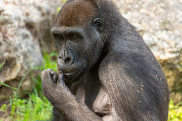 Western lowland gorilla sitting on the grass in the park. Summer day at the zoo.