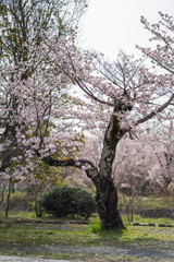 Topless Tree in Kyoto Blooming Cherry Blossoms