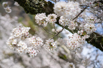 Obraz premium Close Up Cherry Blossom Sakura Season