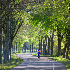 man on racing bicycle on road between beech trees in spring