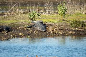 American alligators enjoying the heat from the sun on the bank of the lake in Florida