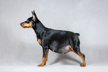 Pregnant black and tan miniature pinscher dog stands on a gray background