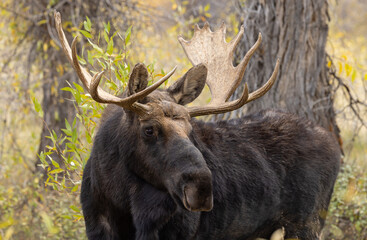 Bull Shiras Moose During the Rut in Autumn in Grand Teton National Park Wyoming