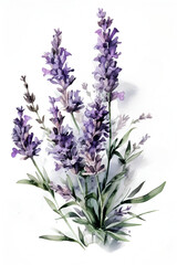 Bunch of lavender, watercolor, white background. ai