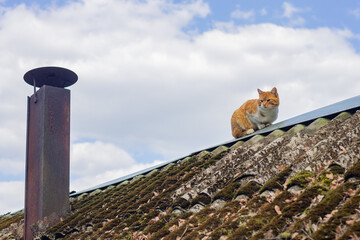 Orange cat on the roof
